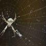 Spider Control