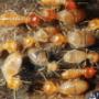 Termite Control