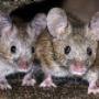 Rodent inspection