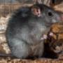 Mice Pest Control Service