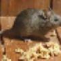 Rat Pest Control Service