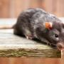 Rat Removal Services