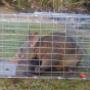 Emergency Possum Removal