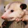 Emergency Possum Removal