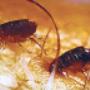 Flea Control
