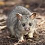 Possum Removal