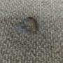Carpet Burns And Fuzzing Repairs