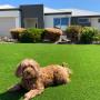 Fake Grass for Dog Runs & Play Areas in Perth