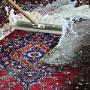 Rons Rug Cleaning Adelaide