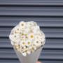 Daisy-White