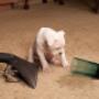 Steam Carpet Cleaning