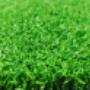 Artificial Grass