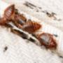 Green Pest Control Sydney
