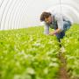 Green Pest Control Sydney