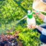 Green Pest Control Sydney