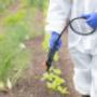 Green Pest Control Sydney