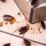 Green Pest Control Sydney