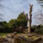 Eco Tree Removal Brisbane