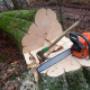 Eco Tree Removal Brisbane
