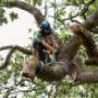 Eco Tree Removal Brisbane