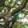 Eco Tree Removal Brisbane