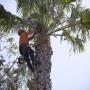 Eco Tree Removal Brisbane