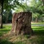 Eco Tree Removal Brisbane