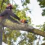 Eco Tree Removal Brisbane