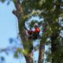 Eco Tree Removal Brisbane