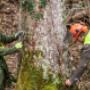Eco Tree Removal Brisbane