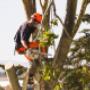 Eco Tree Removal Brisbane
