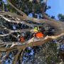 Tree Works
