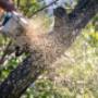 Tree service