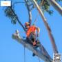 Tree service