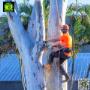 Tree service