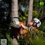 Tree service