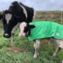 Calf Blankets