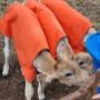 Calf Coats