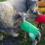 Cattle Coats