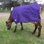 Cow Covers