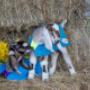 Kid Goat Coats