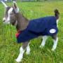Kid Goat Covers