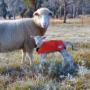 Lamb Coats