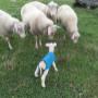 Lamb Covers