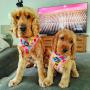 Reggie and Rodney wearing Happy Days Harnesses