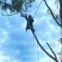 Tree service