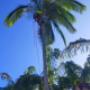 Tree service