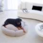 Lucid OASIS Dog Bed