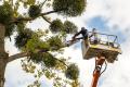 Tree Chipping Services