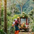Tree Removal Service
